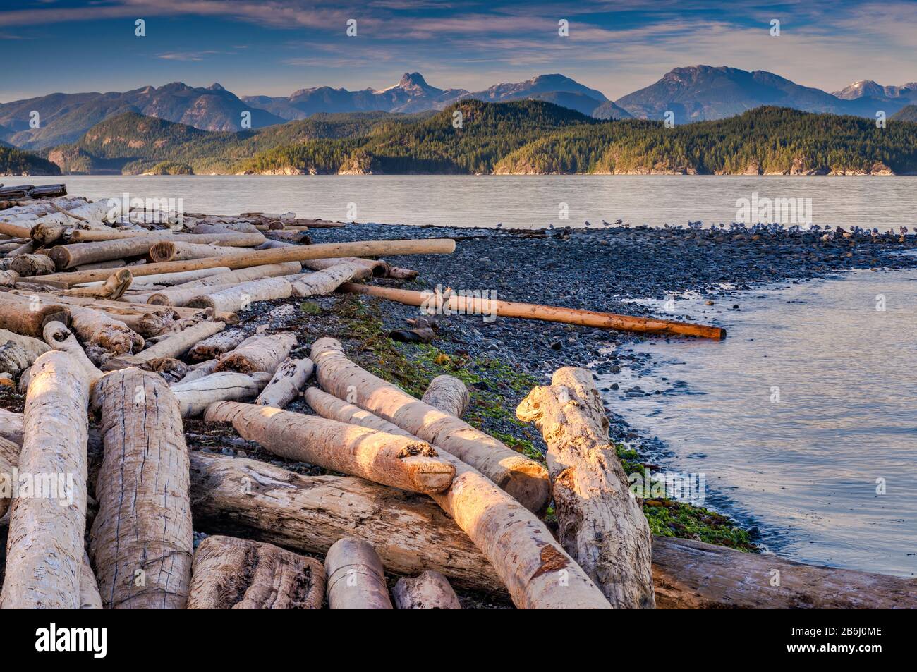 Driftwood on beach at Rebecca Spit Provincial Marine Park, Quadra Island, Vancouver Island area Driftwood on beach at Rebecca Spit Provincial Marine Park, Quadra Island, Vancouver Island area