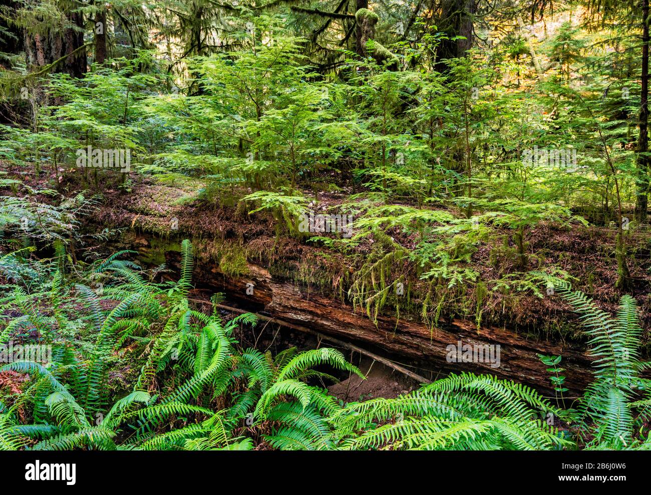 New seedlings growing on nurse log, tree at old-growth rain forest, Cedar Trail, MacMillan Provincial Park, Vancouver Island, British Columbia, Canada Stock Photo