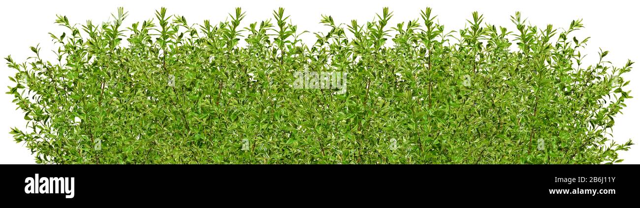 Plant Blog Natalia Kaminska Ligustrum Ovalifolium