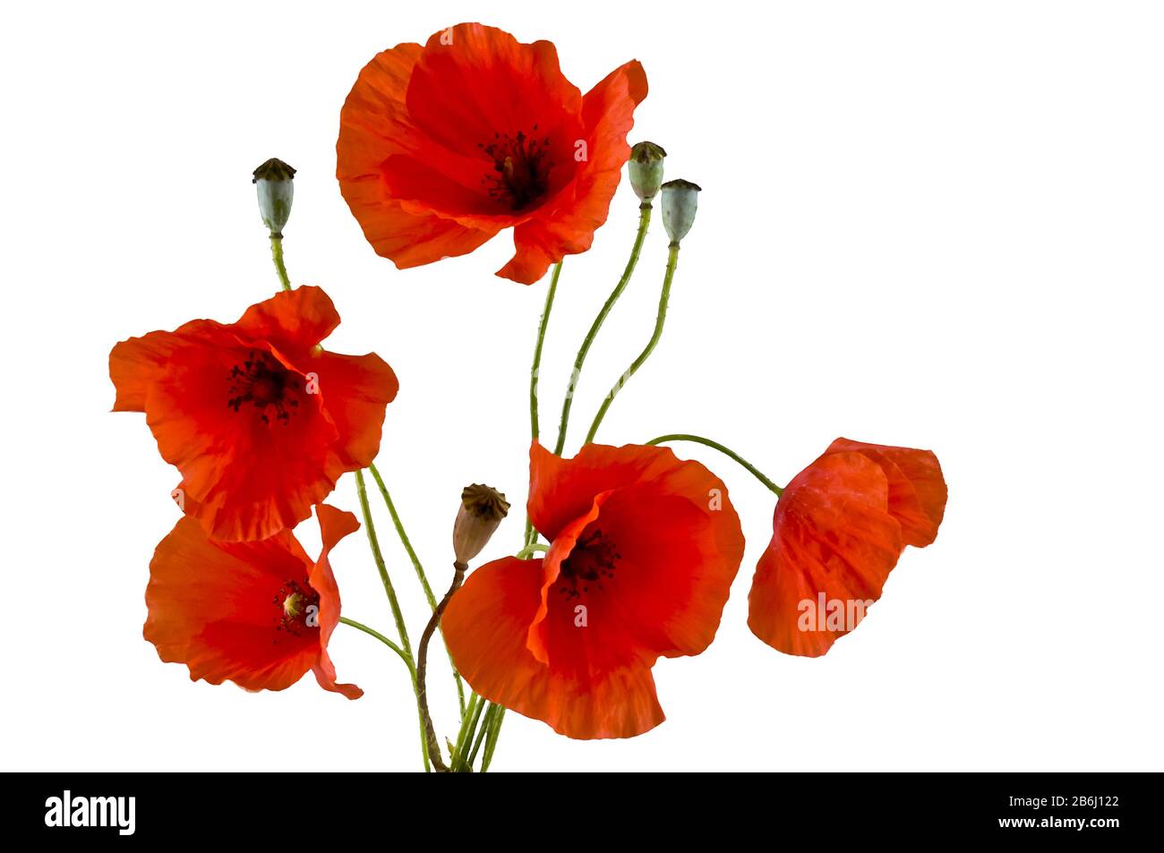 Red poppies isolated on white background Stock Photo - Alamy