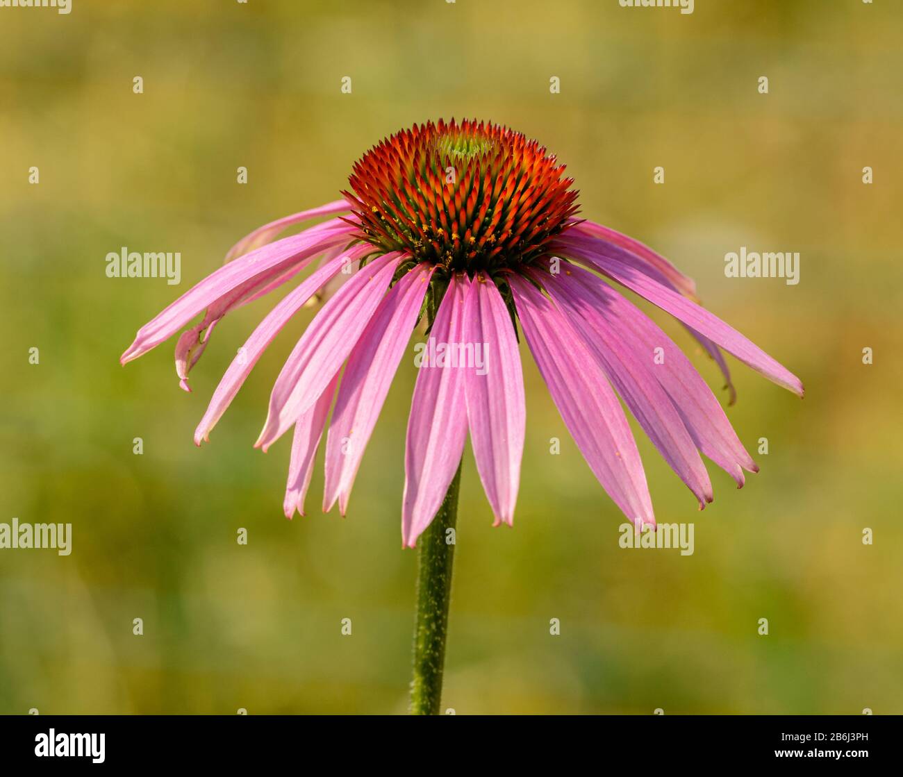 eastern purple or hedgehog or purple coneflower (echinacea purpurea) flower detail Stock Photo