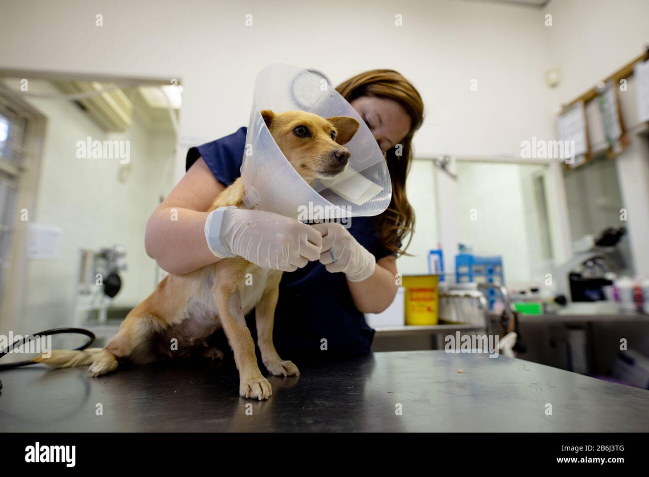 Woman examining a dog in a dog shelter Stock Photo