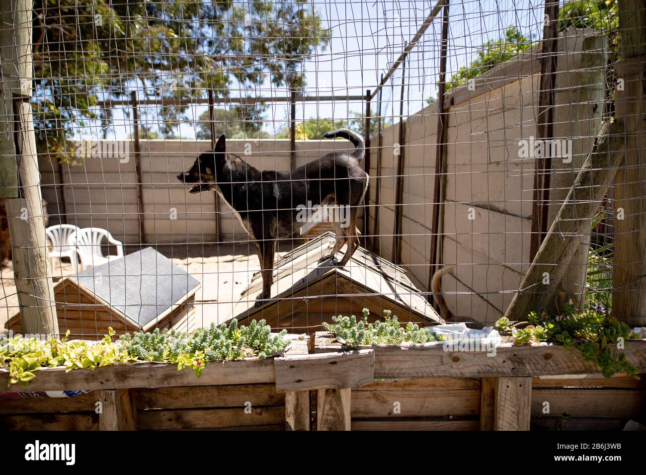 Little dog behind a fence in a dog shelter Stock Photo