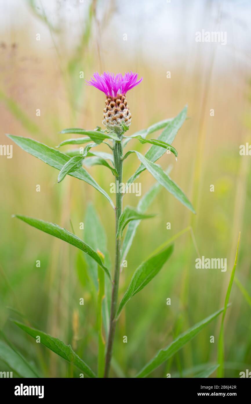 Blooming purple knapweed in colorful meadow Stock Photo