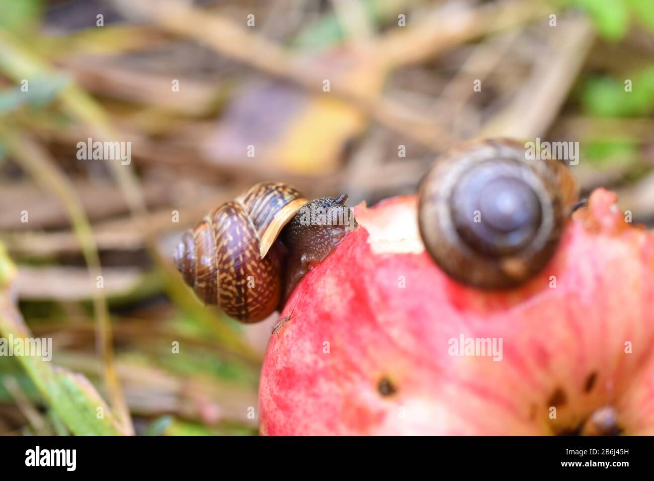 Apple snails hires stock photography and images Alamy