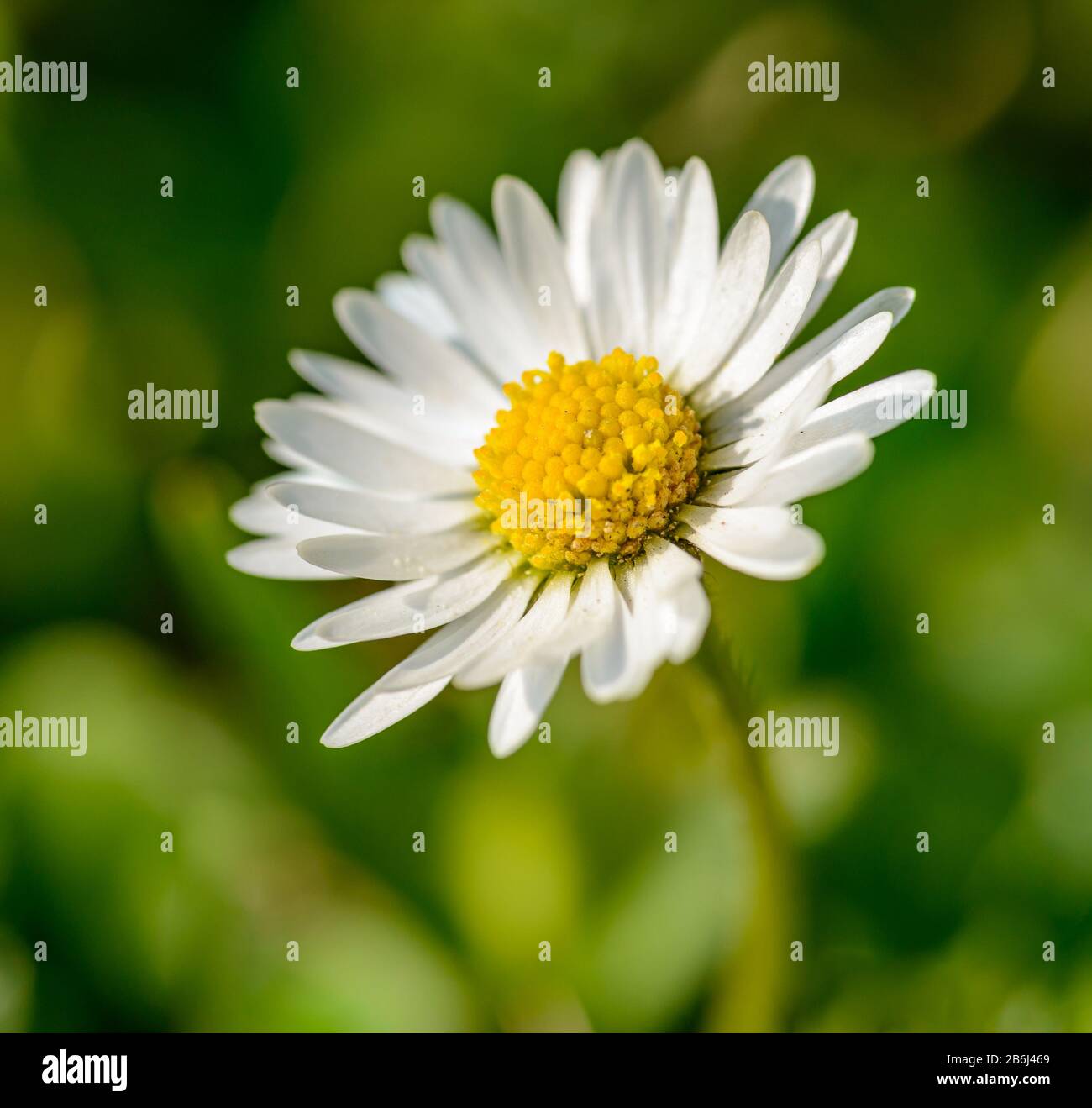 single white common daisy, lawn daisy or English daisy (bellis perennis) flower, detail Stock Photo