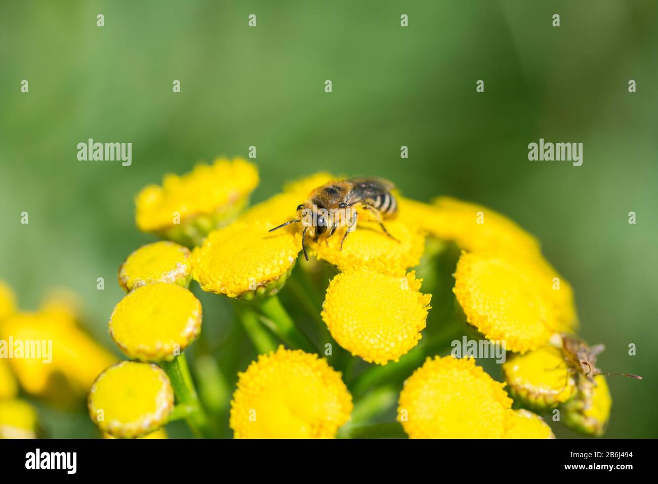 Honey bee on yellow common tansy (Tanacetum vulgare) Stock Photo
