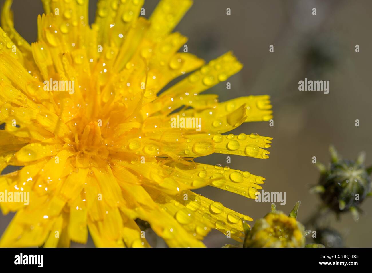 Water drops on petals of yellow dandelion Stock Photo