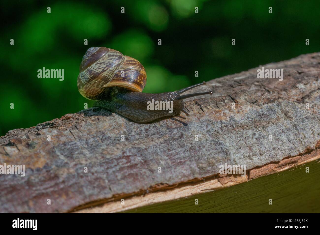 A small brown snail crawling on wood log Stock Photo