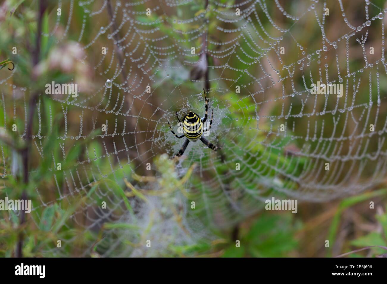 Large yellow garden spider (Argiope aurantia) on spider web. Morning dew on a spider web. Stock Photo