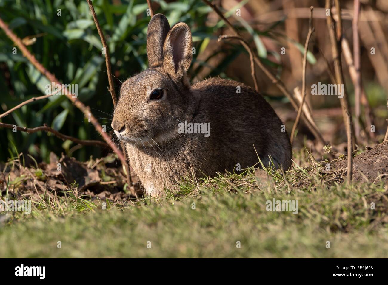 Invasive species rabbit hires stock photography and images Alamy