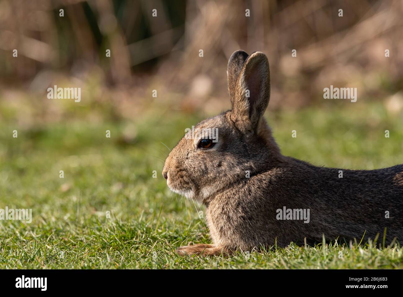 Oryctolagus cuniculus. Portrait of a wildlife scene of a european