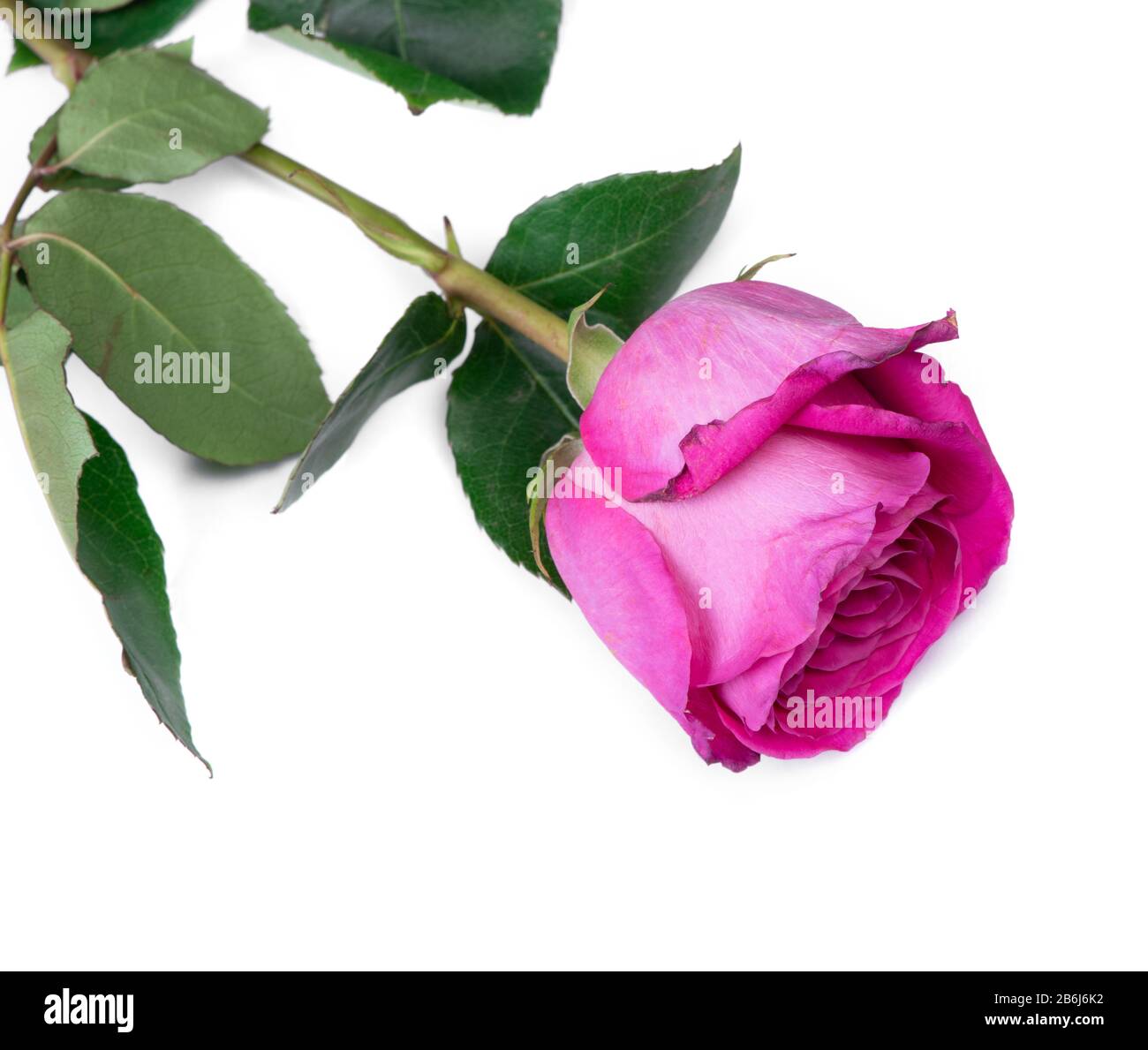 Pink rose flower isolated on white background Stock Photo - Alamy