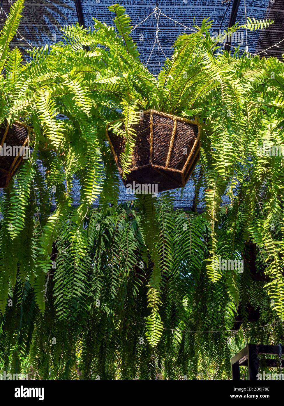 Fern in hanging pot. Nephrolepis ferns potted plant hanging in the