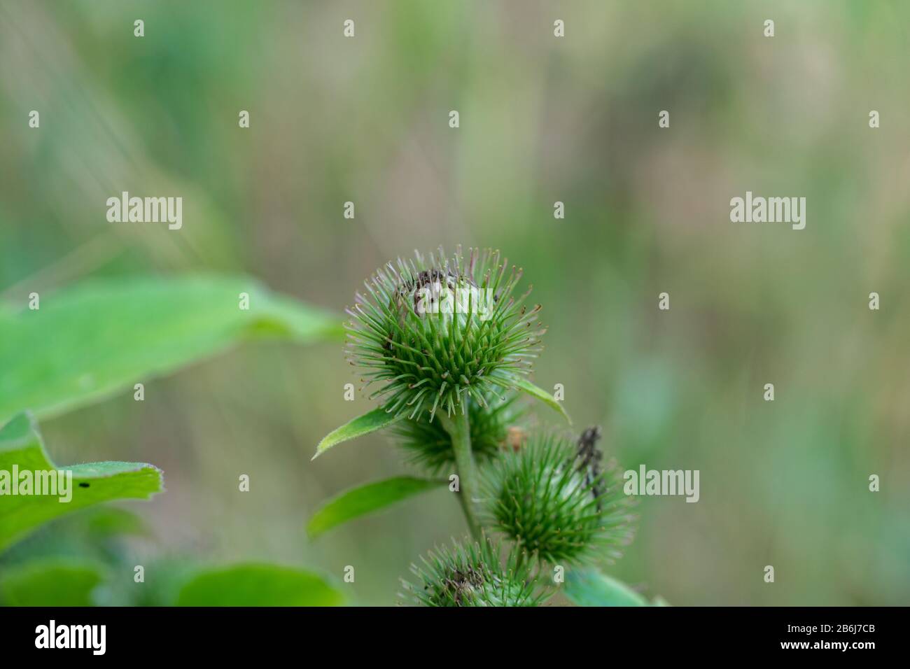 Green buds of greater burdock (Arctium lappa) Stock Photo