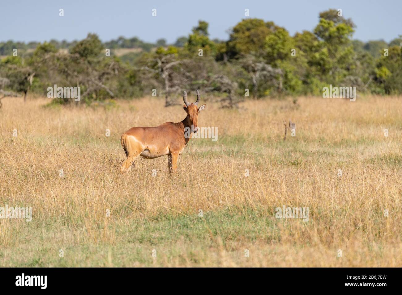 single Jackson Heartebeest in the short savannah grasses of the Maasai Mara Stock Photo
