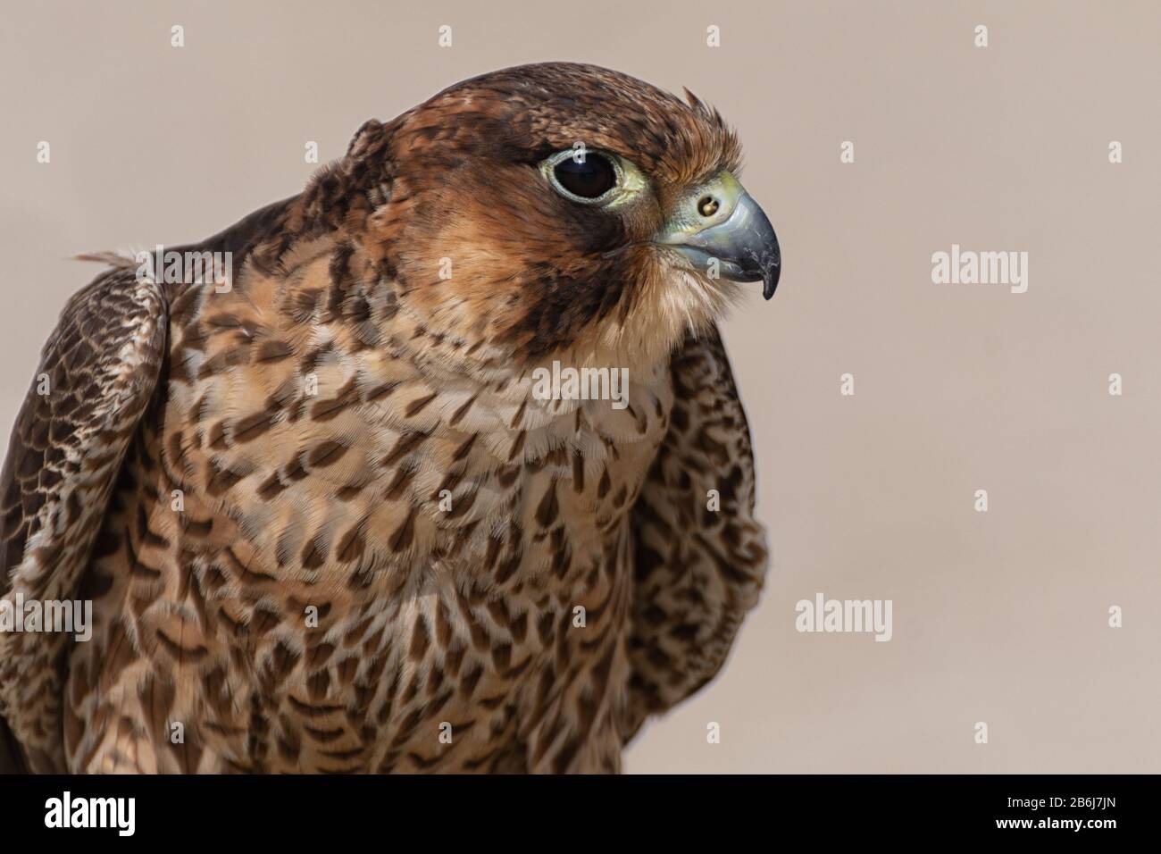 Close-up of a beautiful falcon in the desert Stock Photo