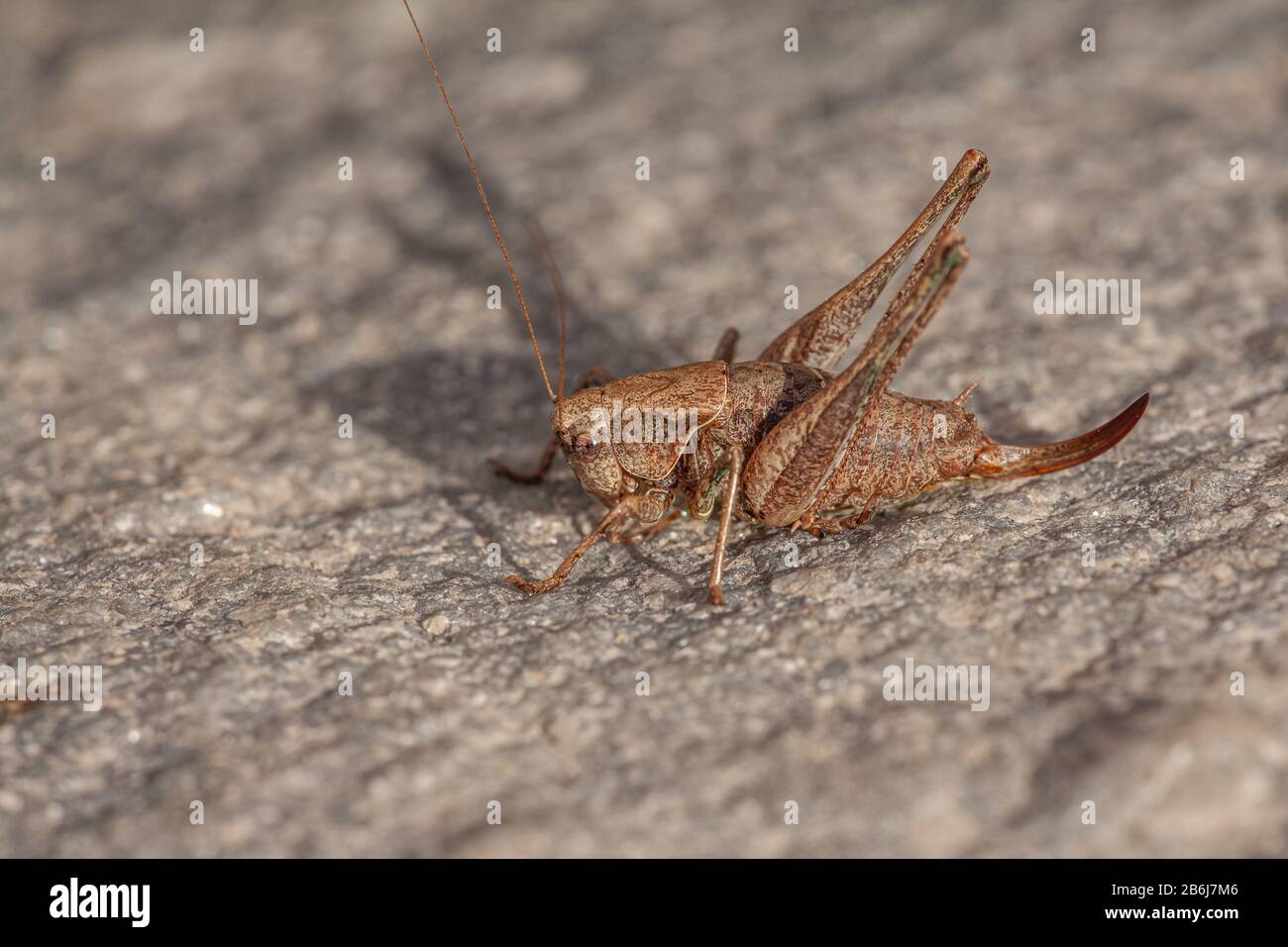 brown locust , locusta migratoria, on a stony ground Stock Photo