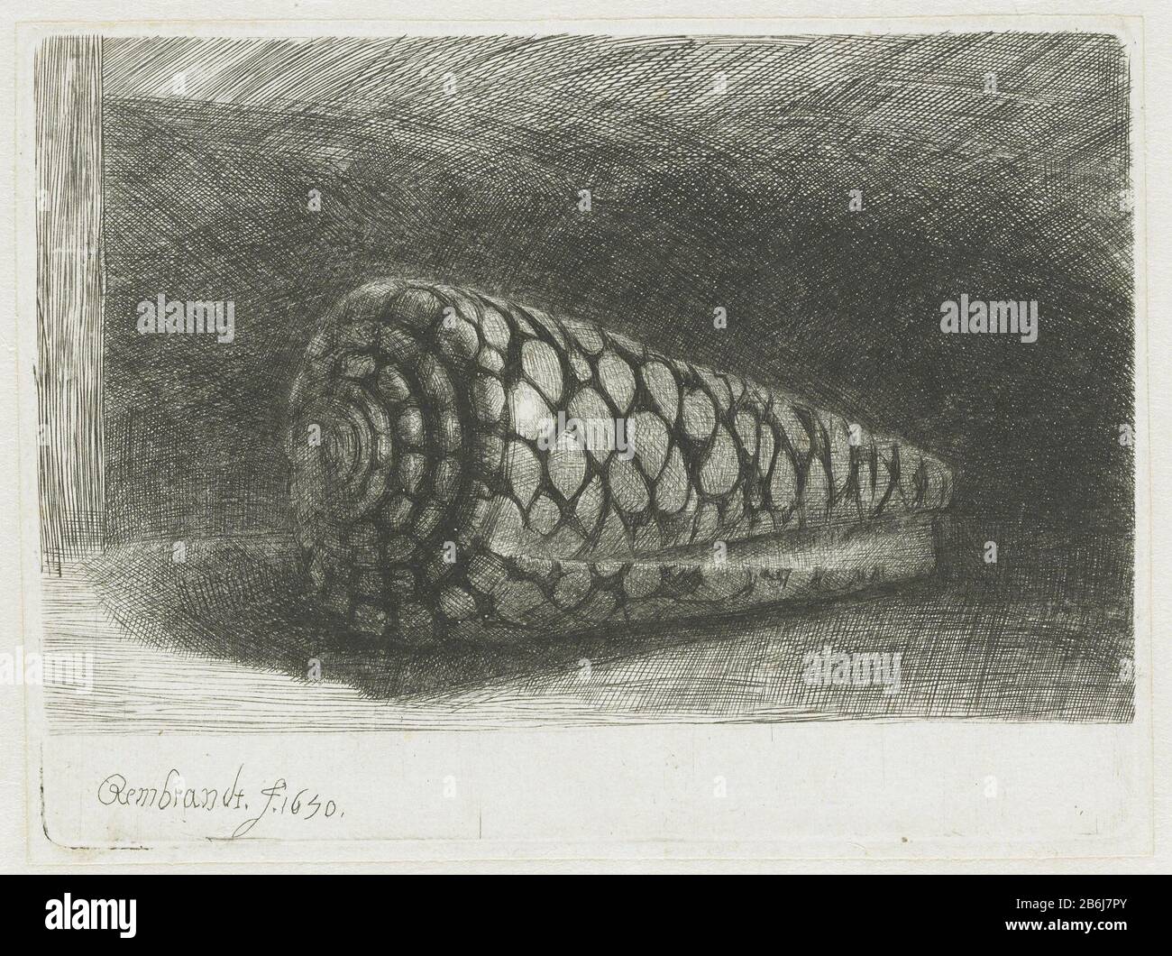 The shell (Conus marmoreus) The shell (Conus Marmoreus) Property Type: picture Item number: RP-P-1961-1082Catalogusreferentie: New Hollstein Dutch 247-2 (3) Bartsch 159-2 (3) Hollstein Dutch 159-2 (3) inscriptions / marking: signature and date bottom left: 'Rembrandt f 1650'merk, verso center: Lugt 2228merk, reverse top center: Lugt 2773merk, verso left: Lugt 176opschrift, verso central pencil:' C. 10627 '(Colnaghi number) Manufacture Vervaardiger: print maker: Rembrandt van Rijn (indicated on object) to his own design of Rembrandt van Rijn Date: 1650 Physical characteristics: etching, dry poi Stock Photo