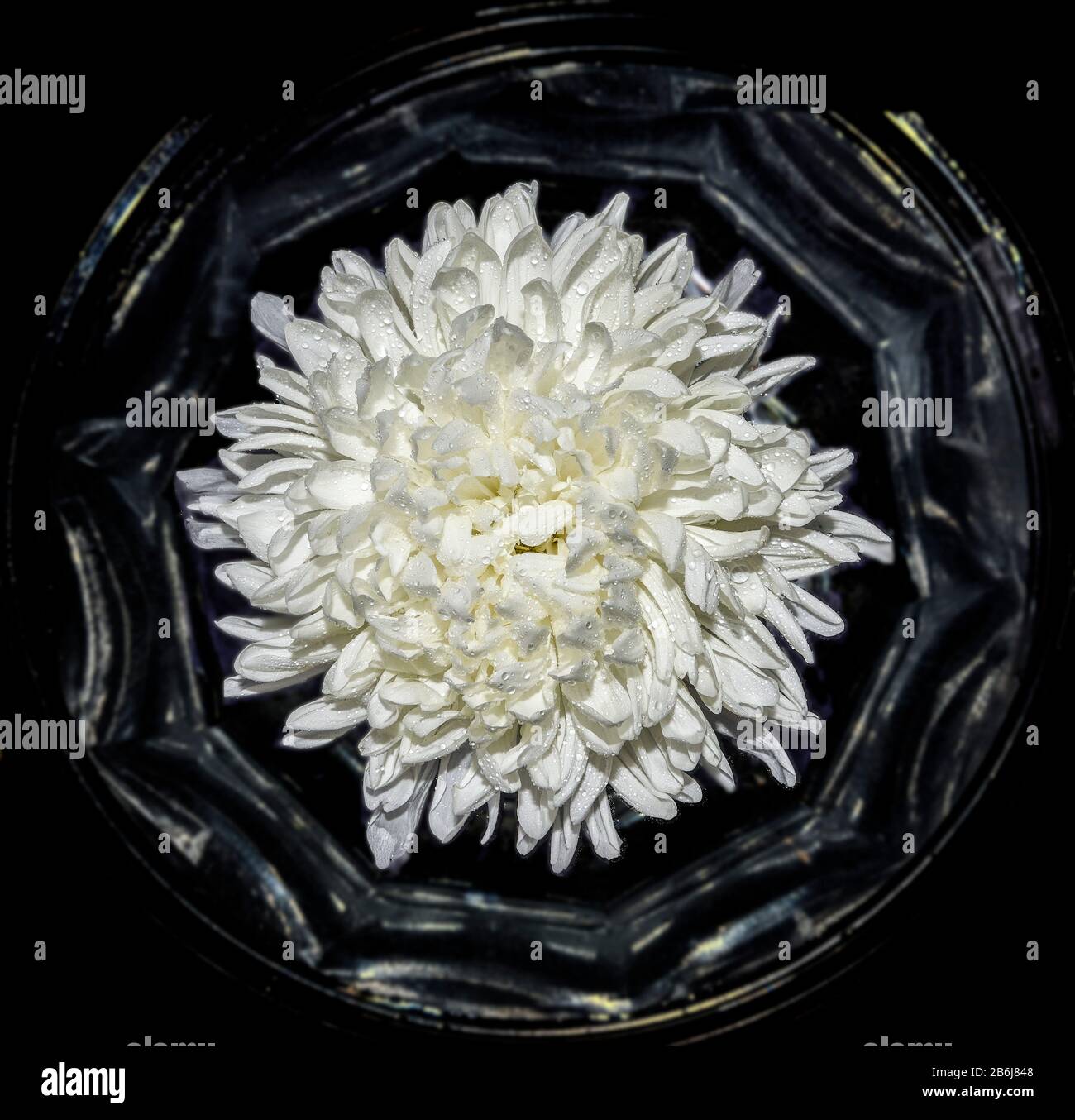 Top view of single white chrysanthemum flower with water drops close up in vase, as in frame, on black background. Vintage floral backdrop, radiant fr Stock Photo