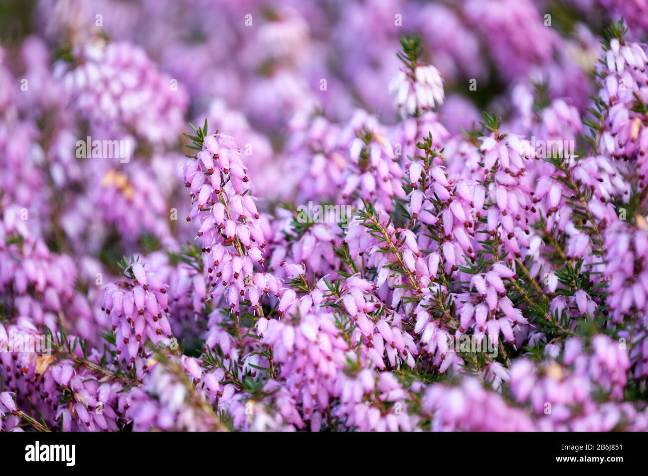 Early spring flowers of Erica carnea R.B. Cooke, Heather R.B. Cooke Stock Photo