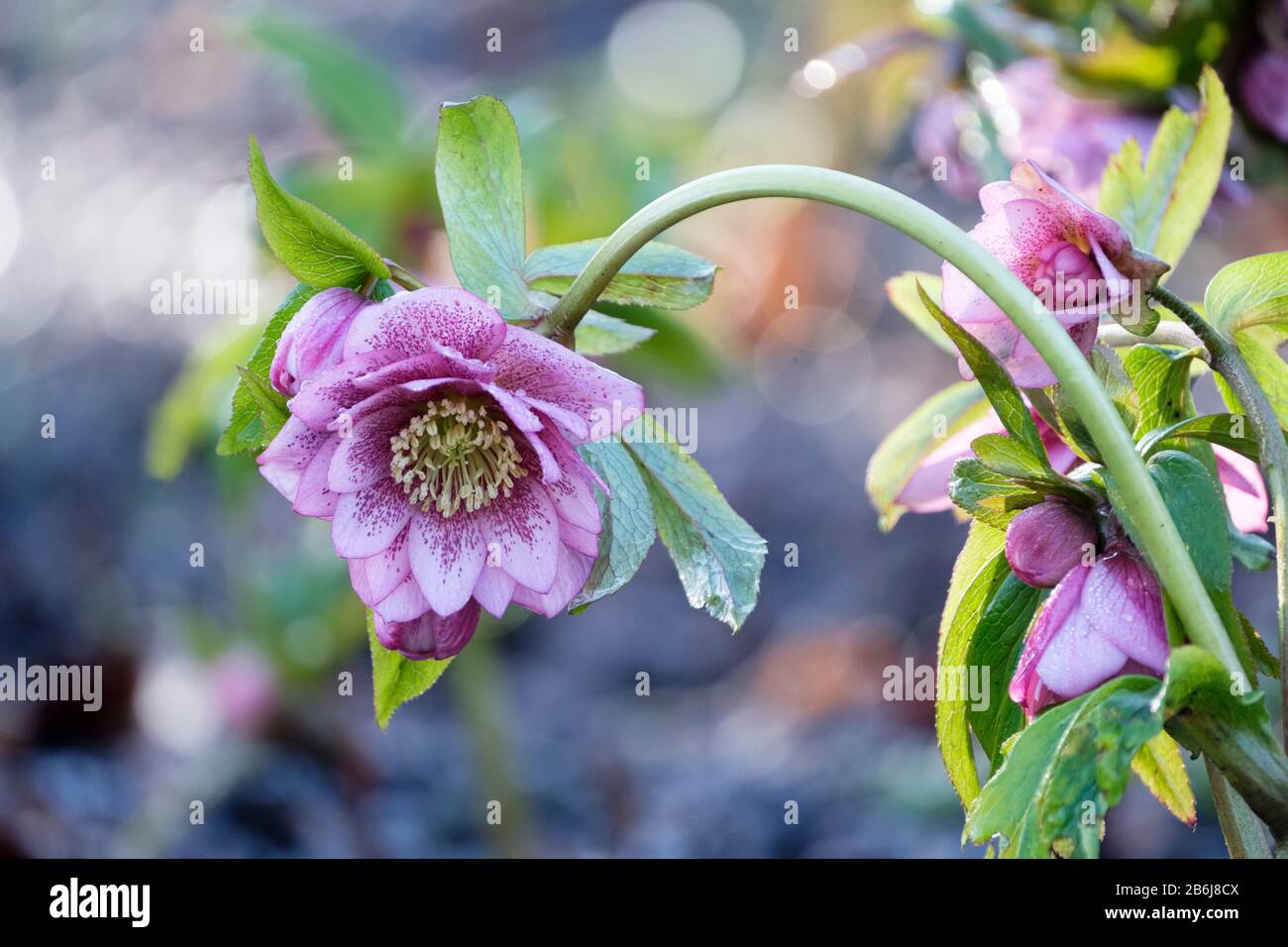Lenten rose, hellebore, Helleborus × hybridus Harvington double pink speckled Stock Photo