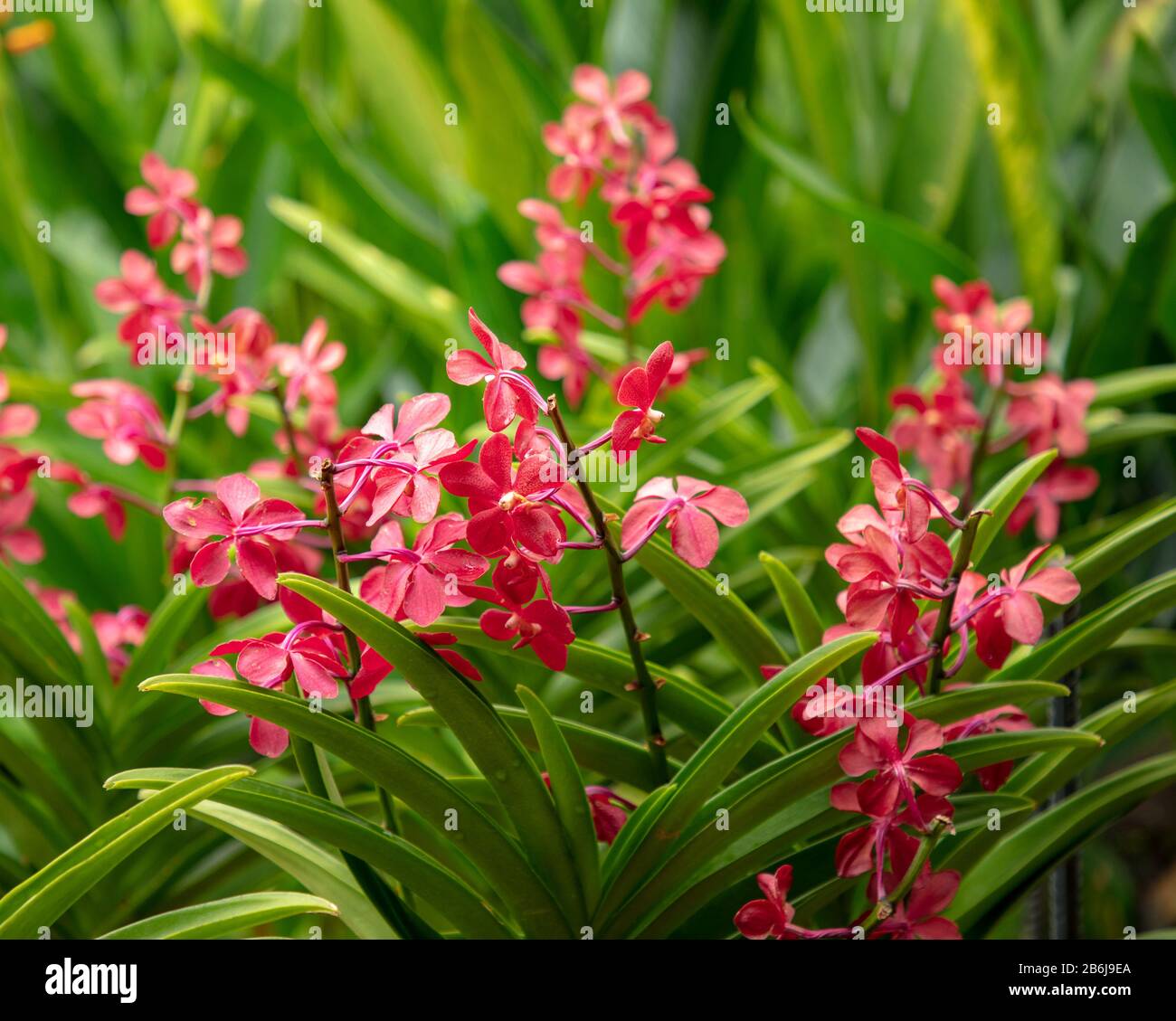 Closeup orchid Dinah Shore. Stock Photo