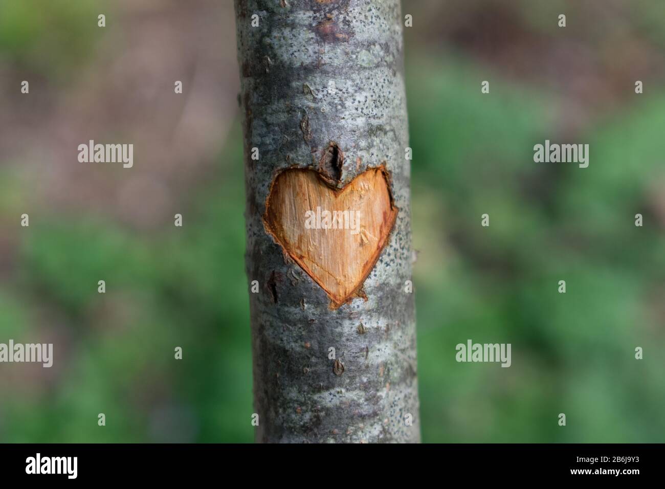 Symbol of heart carved in tree. Green, blurry forest background. Stock Photo