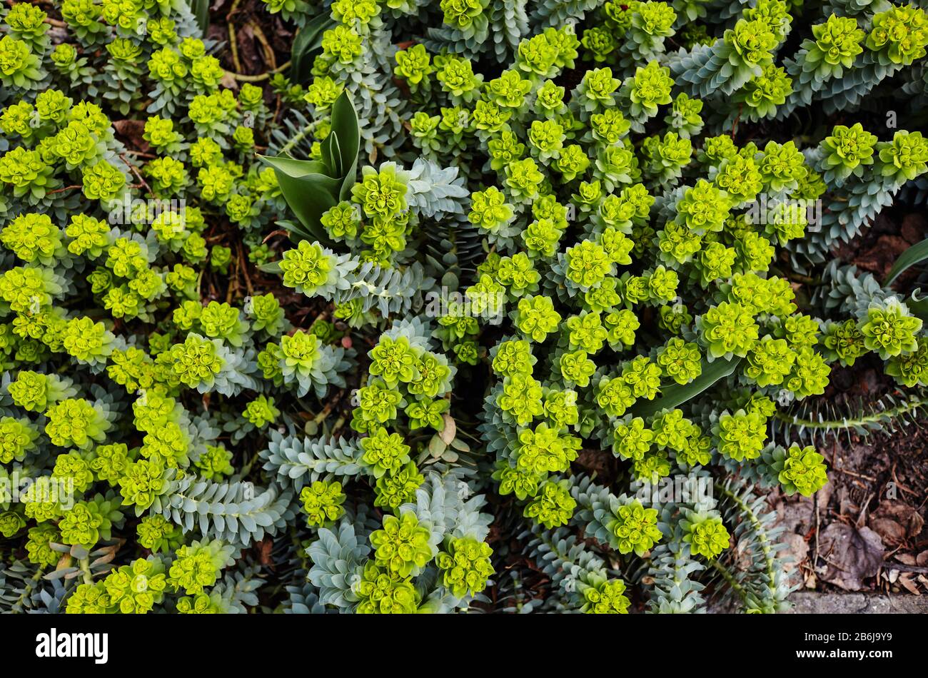 Green flowers of Myrtle Euphorbia 'Euphorbia myrsinites', the myrtle spurge, blue spurge or broad-leaved glaucous-spurge Stock Photo