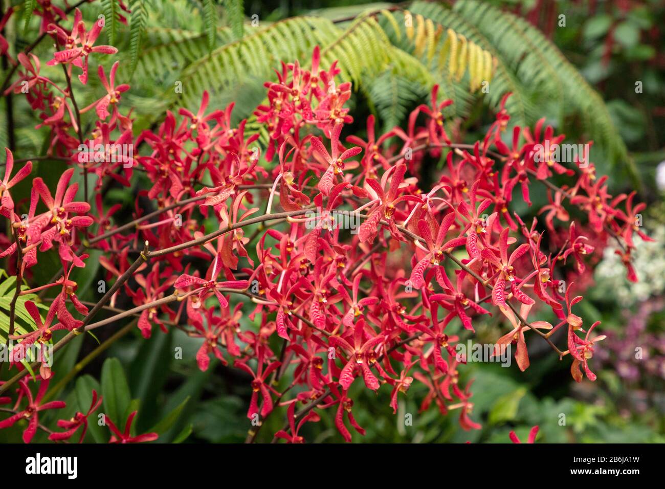 Closeup red flowers of orchid Aranda JamesStorie Stock Photo