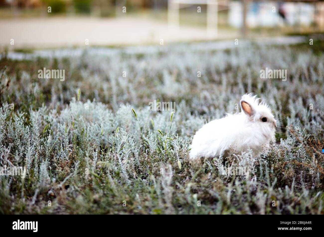 Beautiful shaggy rabbit on meadow. White baby rabbit at summer field ...