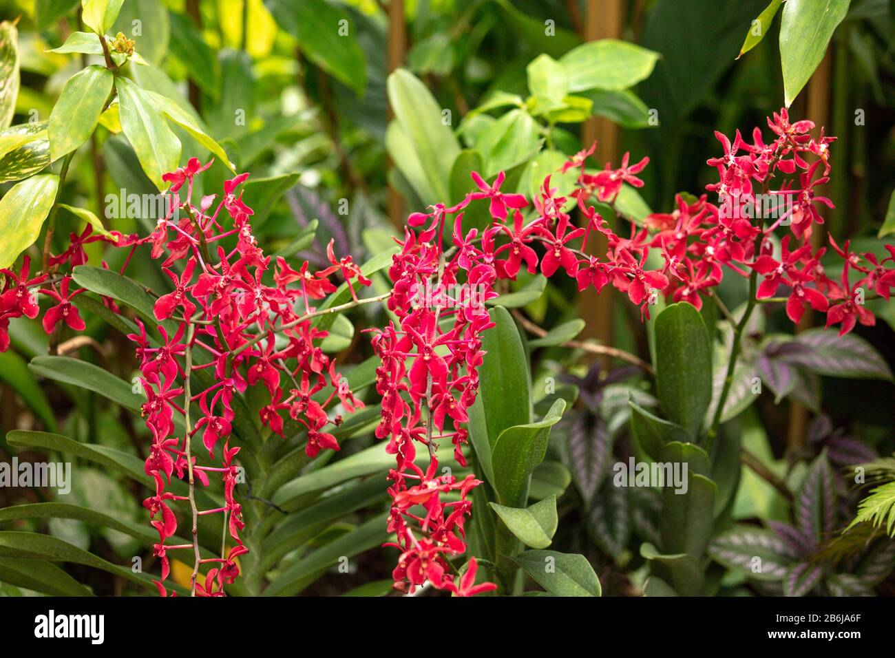 Closeup red flowers of orchid Aranda JamesStorie Stock Photo