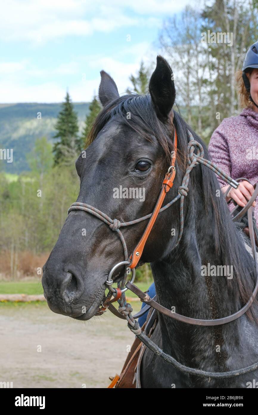 A young woman riding a horse, part of horse, front view in Banff national  park Stock Photo - Alamy