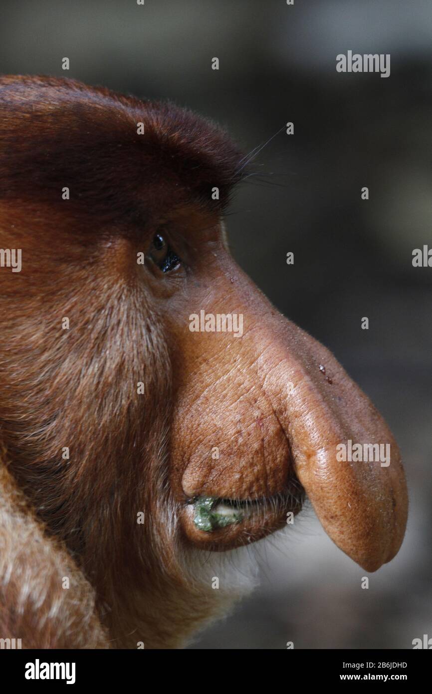 Proboscis Monkey, Sarawak Stock Photo