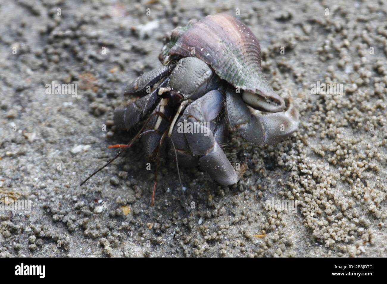Rainforest crab hi-res stock photography and images - Alamy