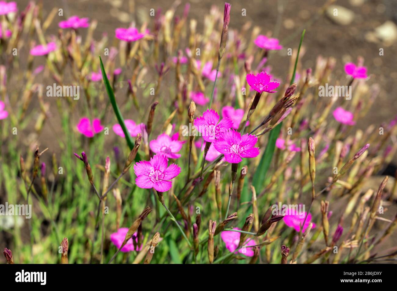 magenta pink fragrant flowers Dianthus, Cheddar Pinks Firewitch. Sweet William flower. Stock Photo