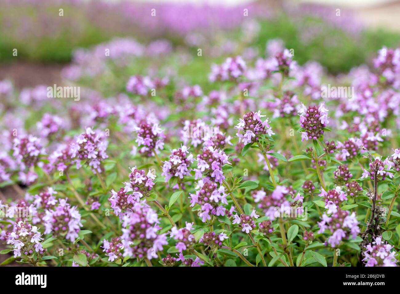 Blooming Breckland Thyme in nature with blurred background. Fresh green