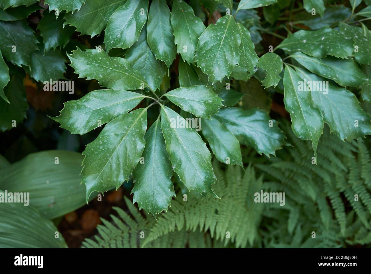 evergreen foliage of Aucuba japonica shrub Stock Photo - Alamy
