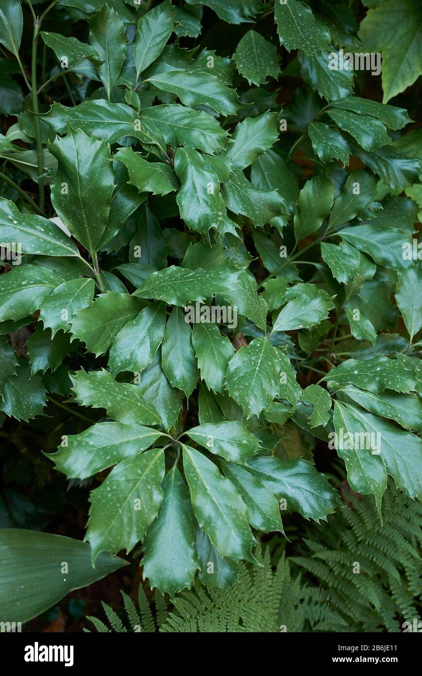 evergreen foliage of Aucuba japonica shrub Stock Photo - Alamy