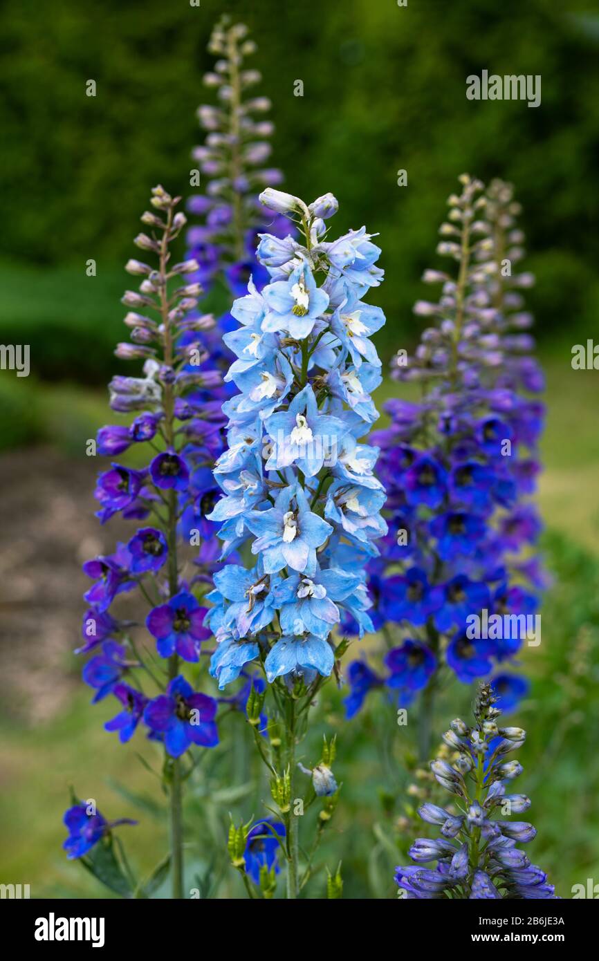 blue delphinium flowers blooming on blurred background. Candle ...