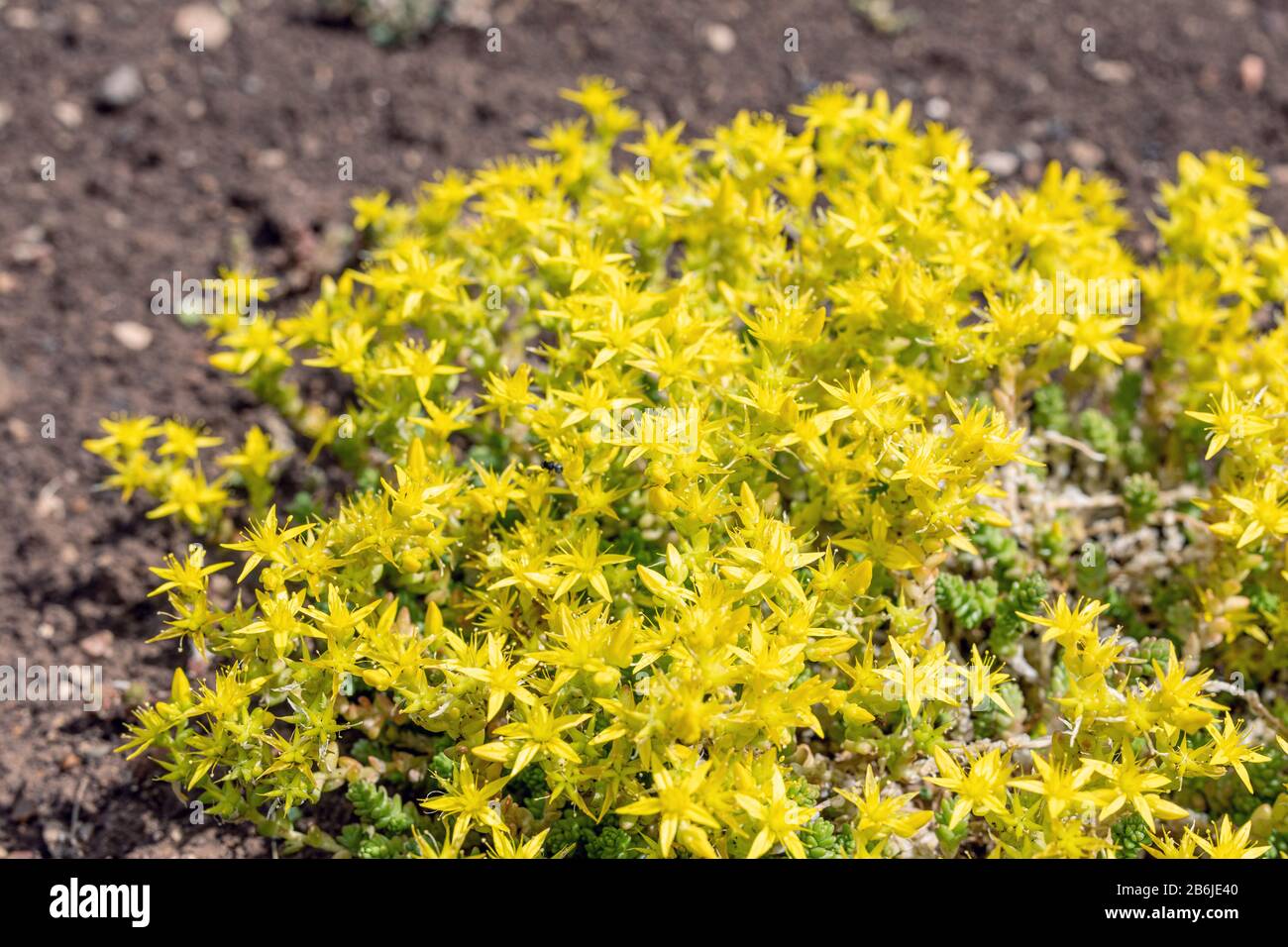 Yellow carpet of flowers Sedum acre succulent in garden. Goldmoss biting stonecrop or crassula. Stock Photo