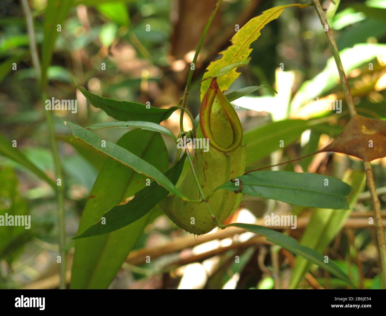 Pitcher with animals hi-res stock photography and images - Alamy