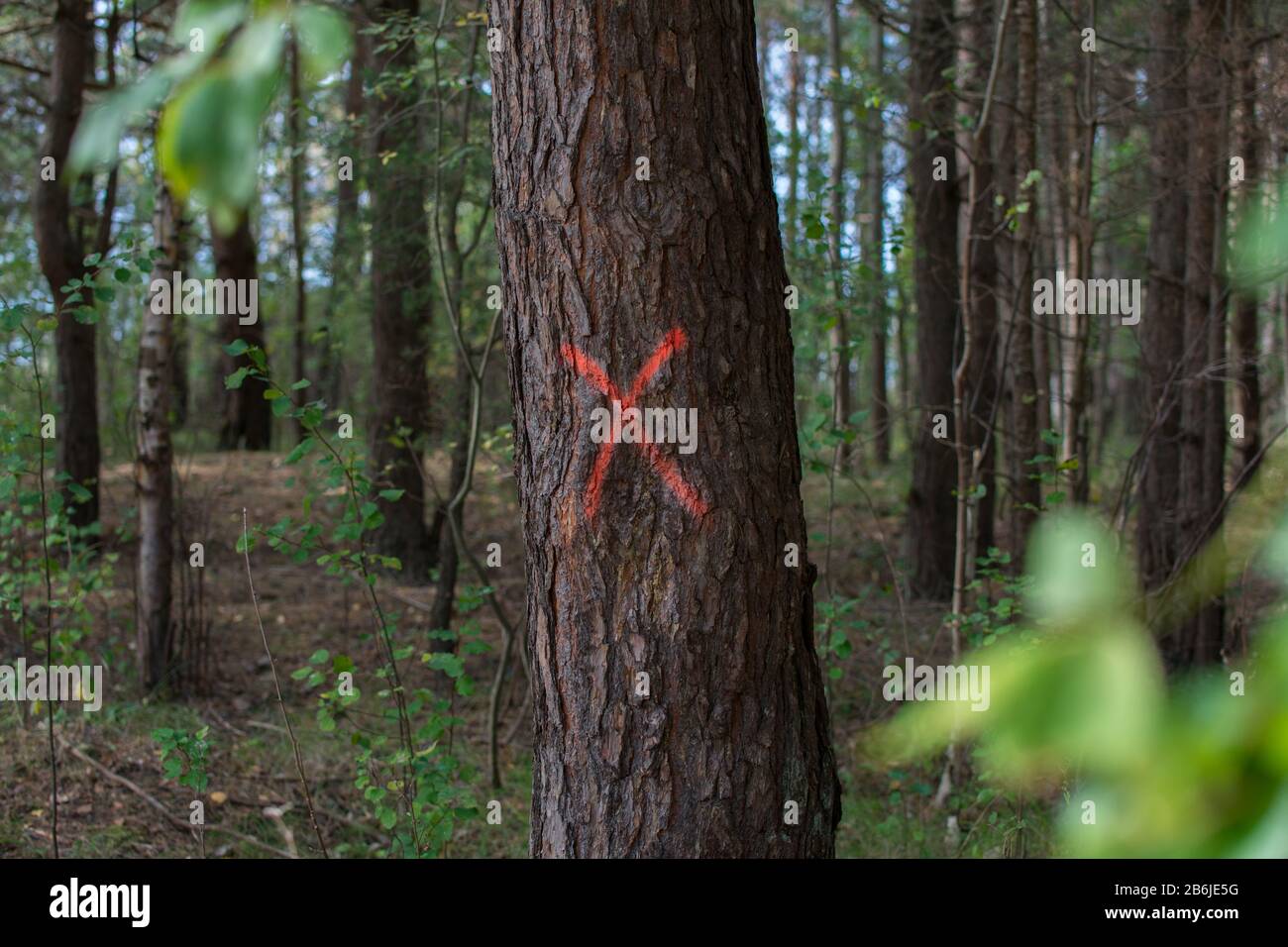 Pine tree in forest marked with red X to be cut down. Stock Photo