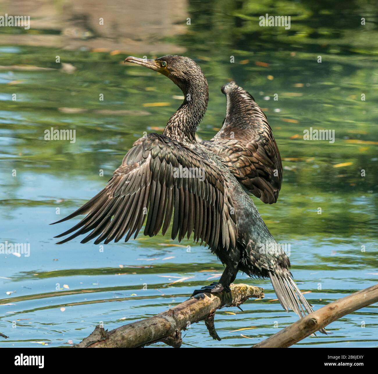 black cormorant bird on a log drying his wings in sun in zoo Stock