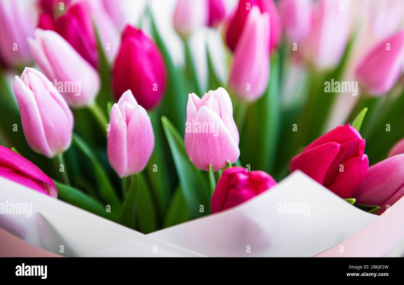 Beautiful pink tulips bouquet as a natural spring background Stock ...