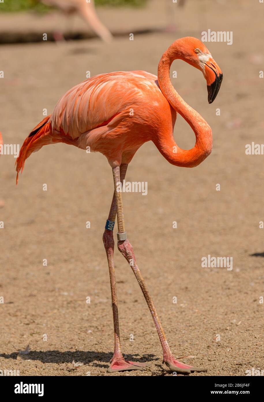 bright orange flamingo standing on the sand in zoo Stock Photo - Alamy