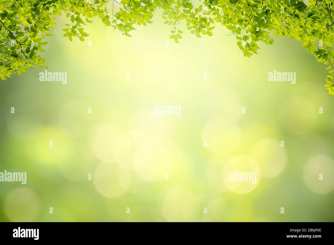 Leaf background bokeh blur green background Stock Photo