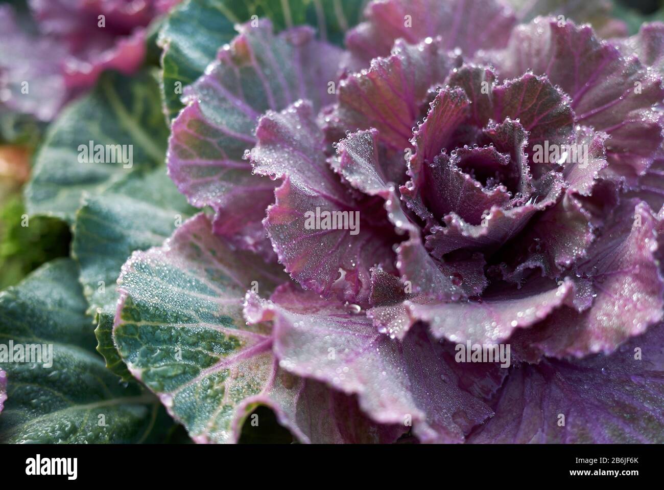 purple and green leaves of Brassica oleracea acephala plants Stock Photo Alamy