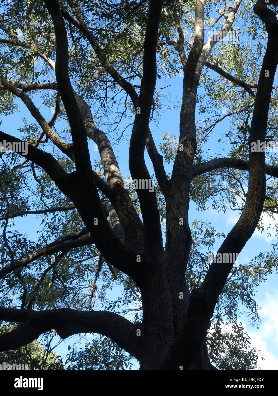 Eucalyptus