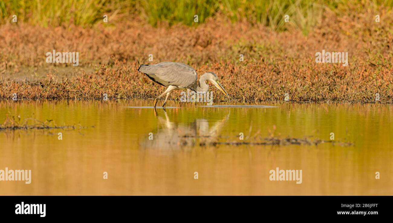 great blue heron in the water with caught small fish in beak, wild Stock Photo